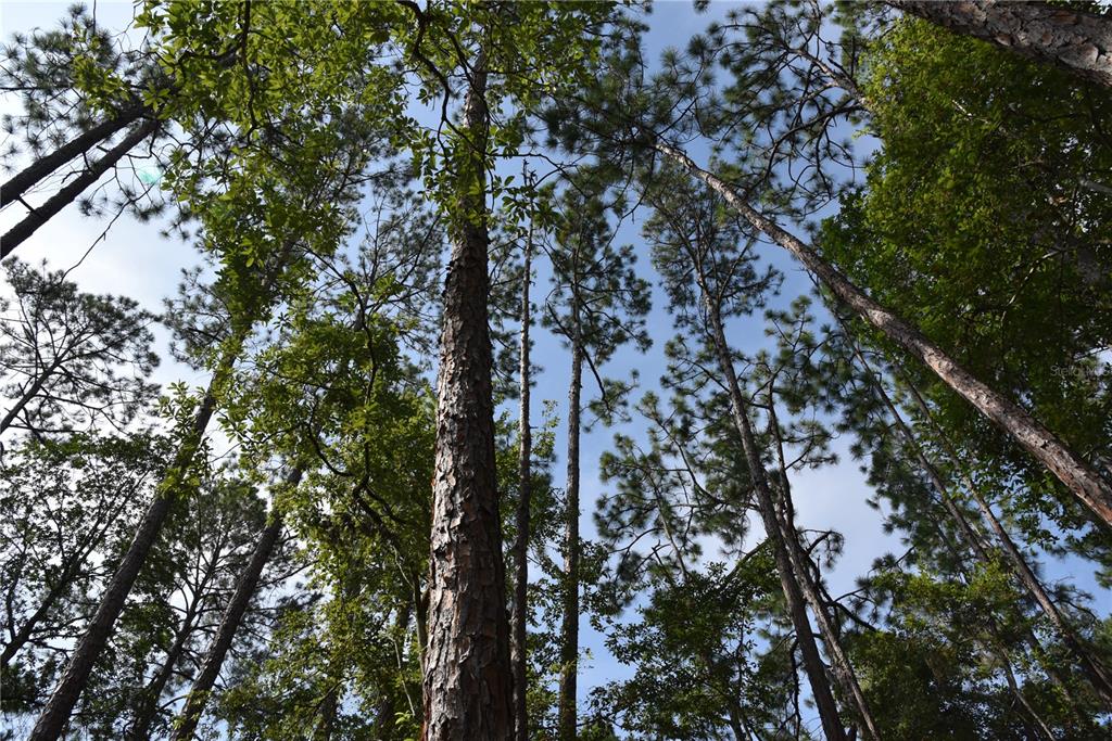 4050 Als Satch Road Middleburg, FL 32068 - Photo 4 of 22