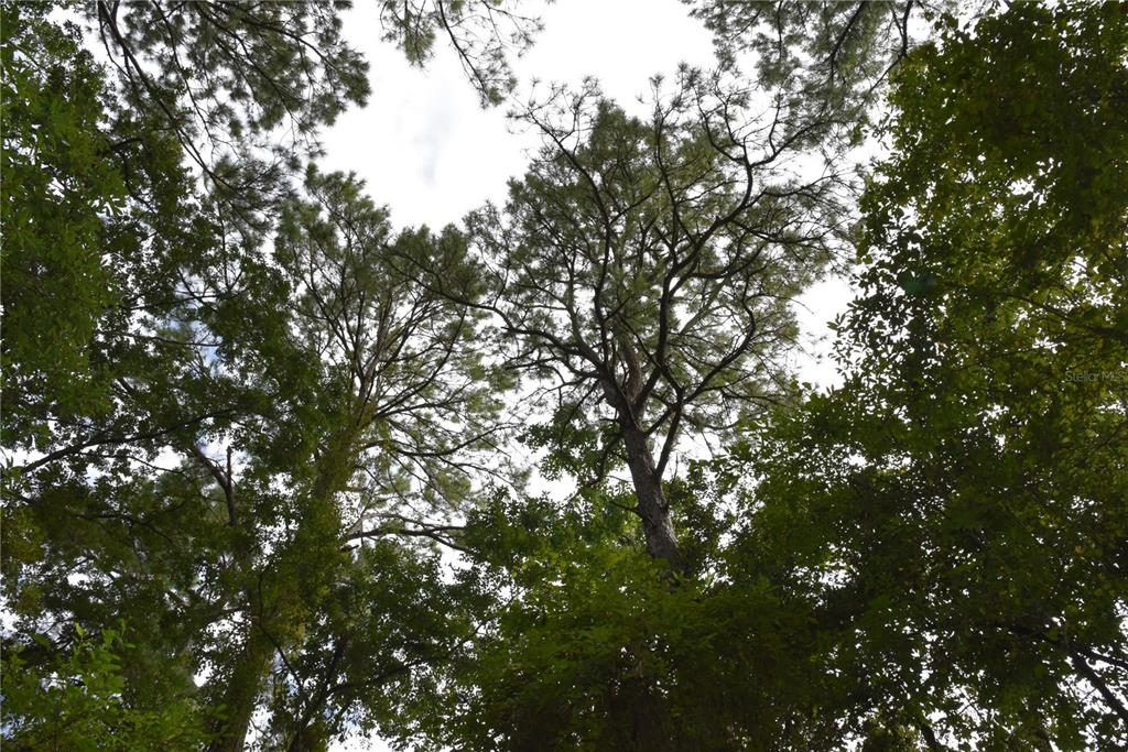 4050 Als Satch Road Middleburg, FL 32068 - Photo 6 of 22 a view of tree