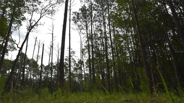 a plant with lots of flowers