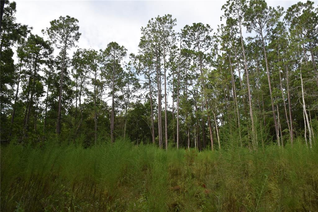 4050 Als Satch Road Middleburg, FL 32068 - Photo 10 of 22 a view of a lush green space