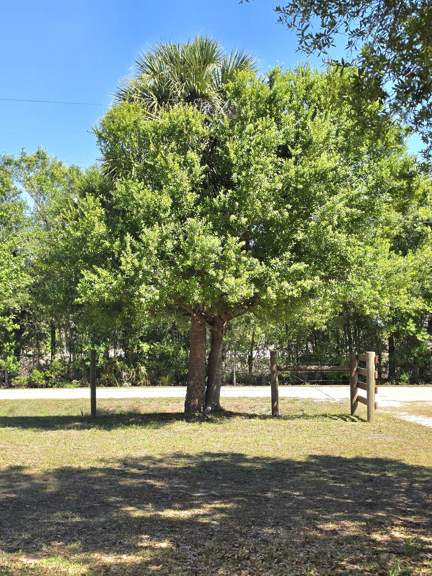 1651 Coffey Road Moore Haven, FL 33471 - Photo 29 of 29 Palm and Oak Tree