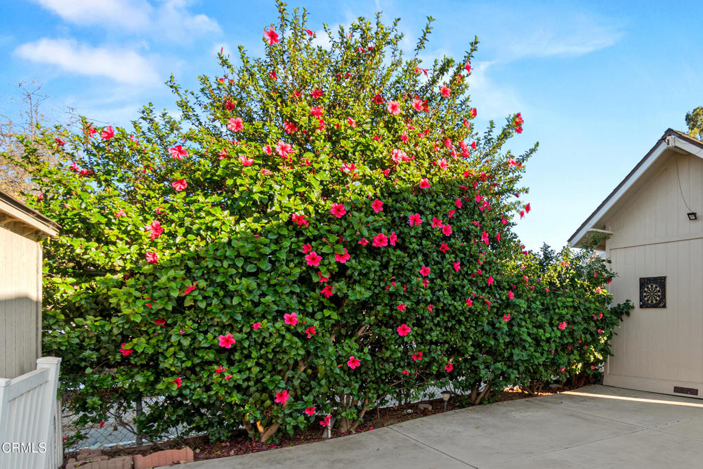 24 Via Rosal, Unit 24 Camarillo, CA 93012 - Photo 32 of 40 a flower view