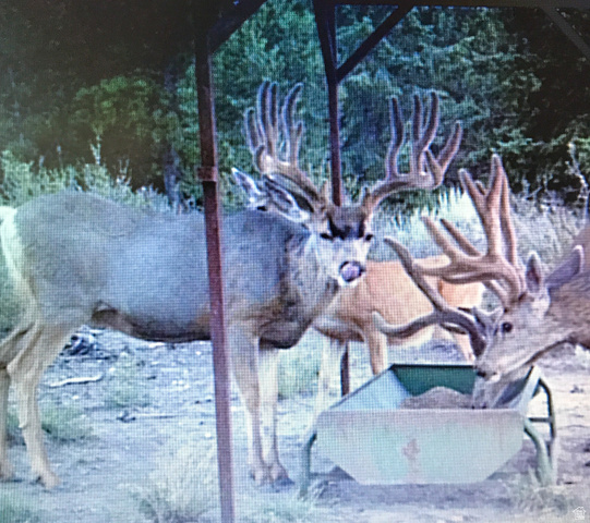 1955 West Mammoth Crk Road Hatch, UT 84735 - Photo 19 of 52 Trophy deer in velvet
