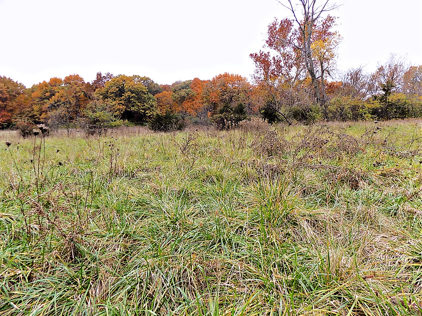 1250 North 1259th Road Grand Ridge, IL 61325 - Photo 5 of 9 a view of a lake with lots of green space