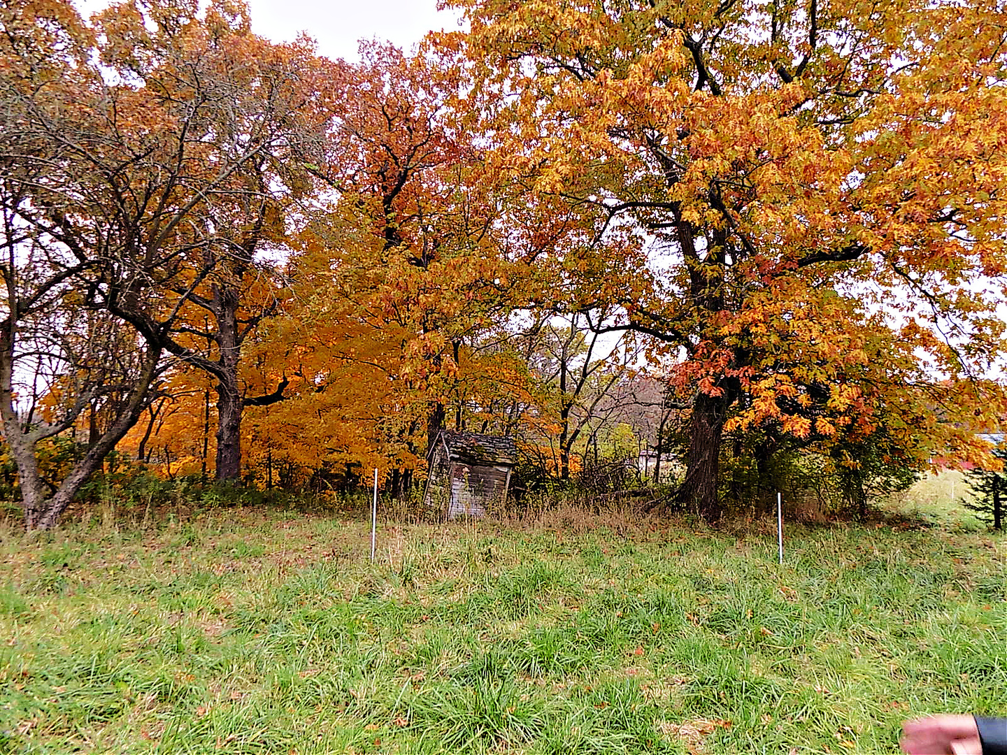 1250 North 1259th Road Grand Ridge, IL 61325 - Photo 6 of 9 a backyard of a house with lots of green space