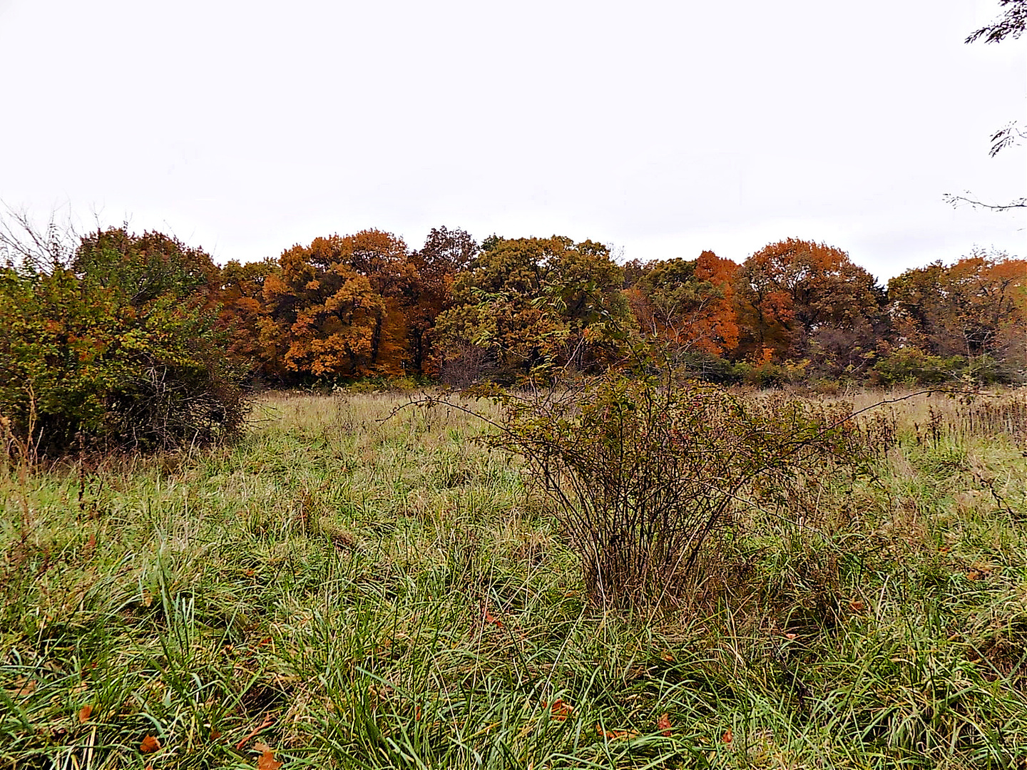 1250 North 1259th Road Grand Ridge, IL 61325 - Photo 8 of 9 a view of a bunch of trees and bushes