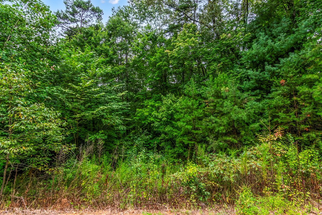 Lot 9-10 Abbott Mill Road Ellijay, GA 30540 - Photo 13 of 25 Gallery Image 13
