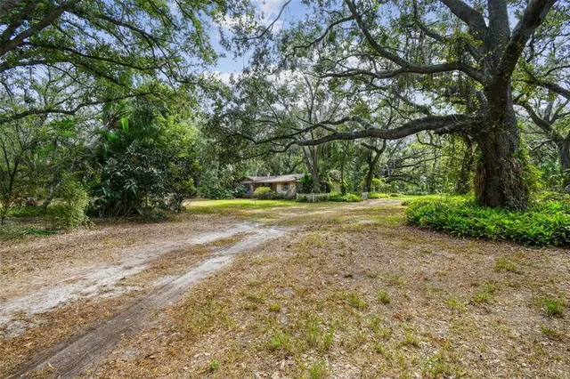 a view of a yard with plants and large trees