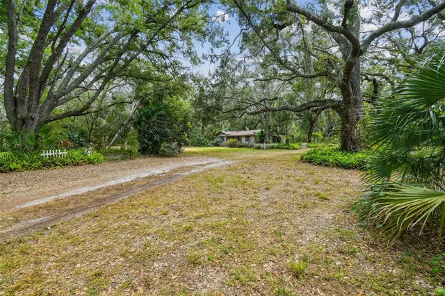 a backyard of a house with plants and large tree