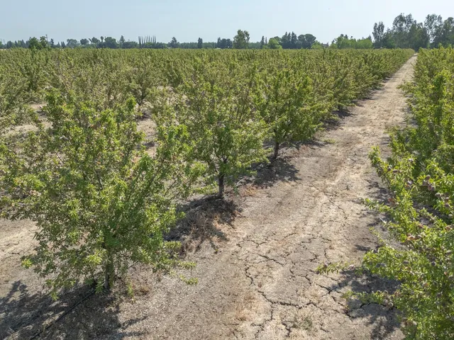 a view of a bunch of trees and bushes