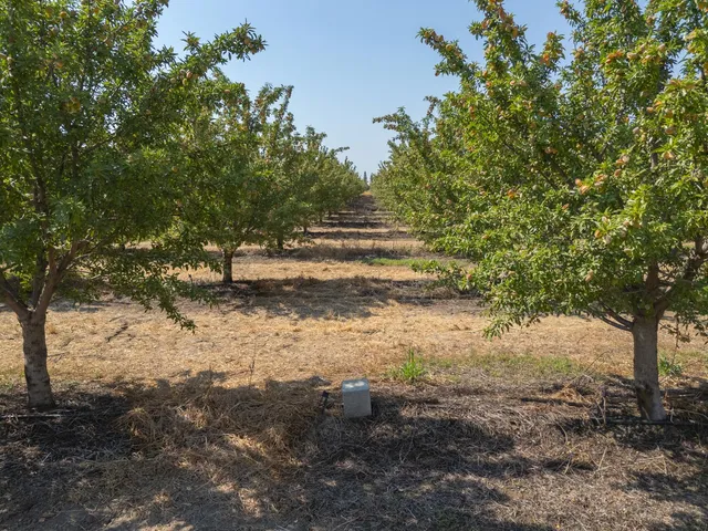 a view of a yard with trees