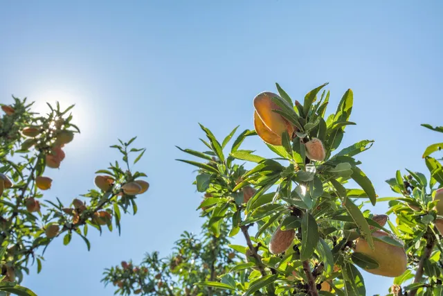 a view of a flower in a plant