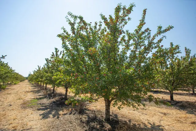 a view of a yard with plants and trees
