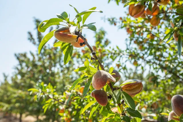 a close up of a flower in a garden