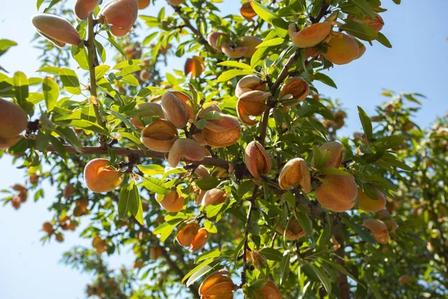 a picture of flowers