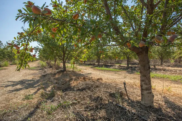 a view of backyard with green space