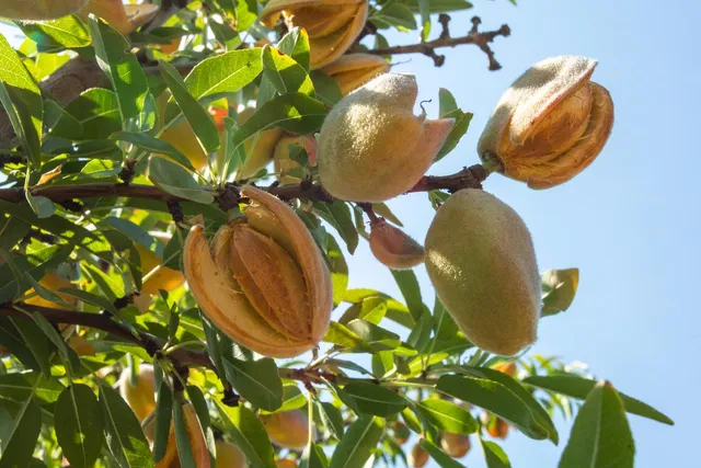 a view of a yard with wooden fence