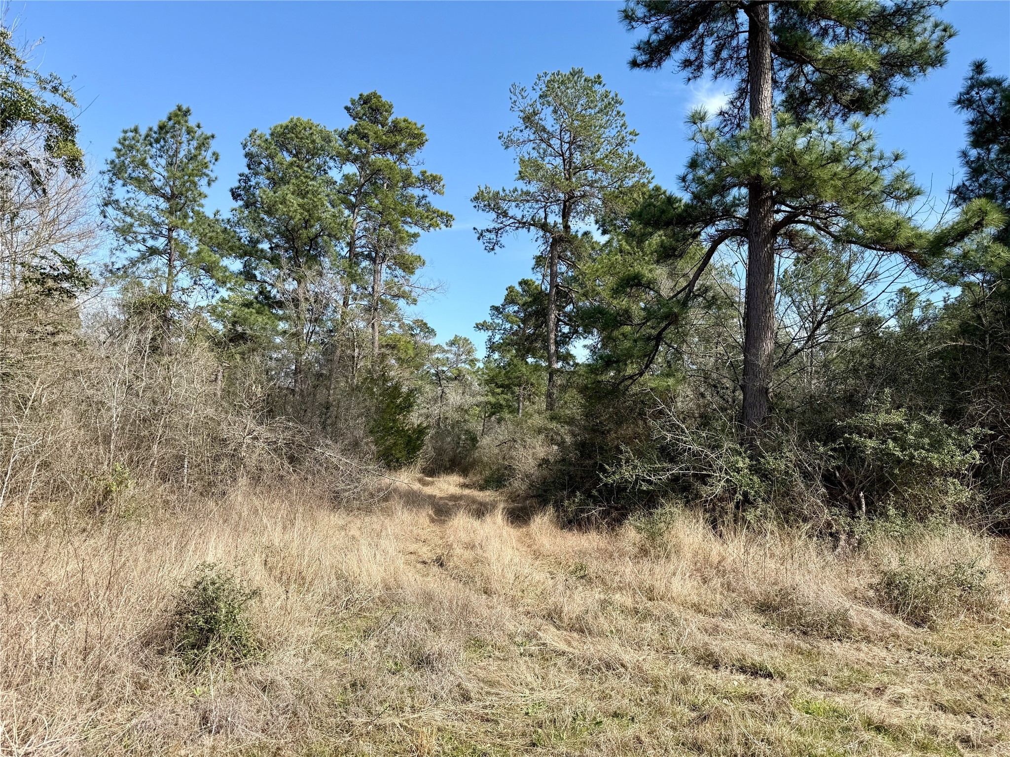 Tbd Round Prairie Road Huntsville, TX 77320 - Photo 18 of 25