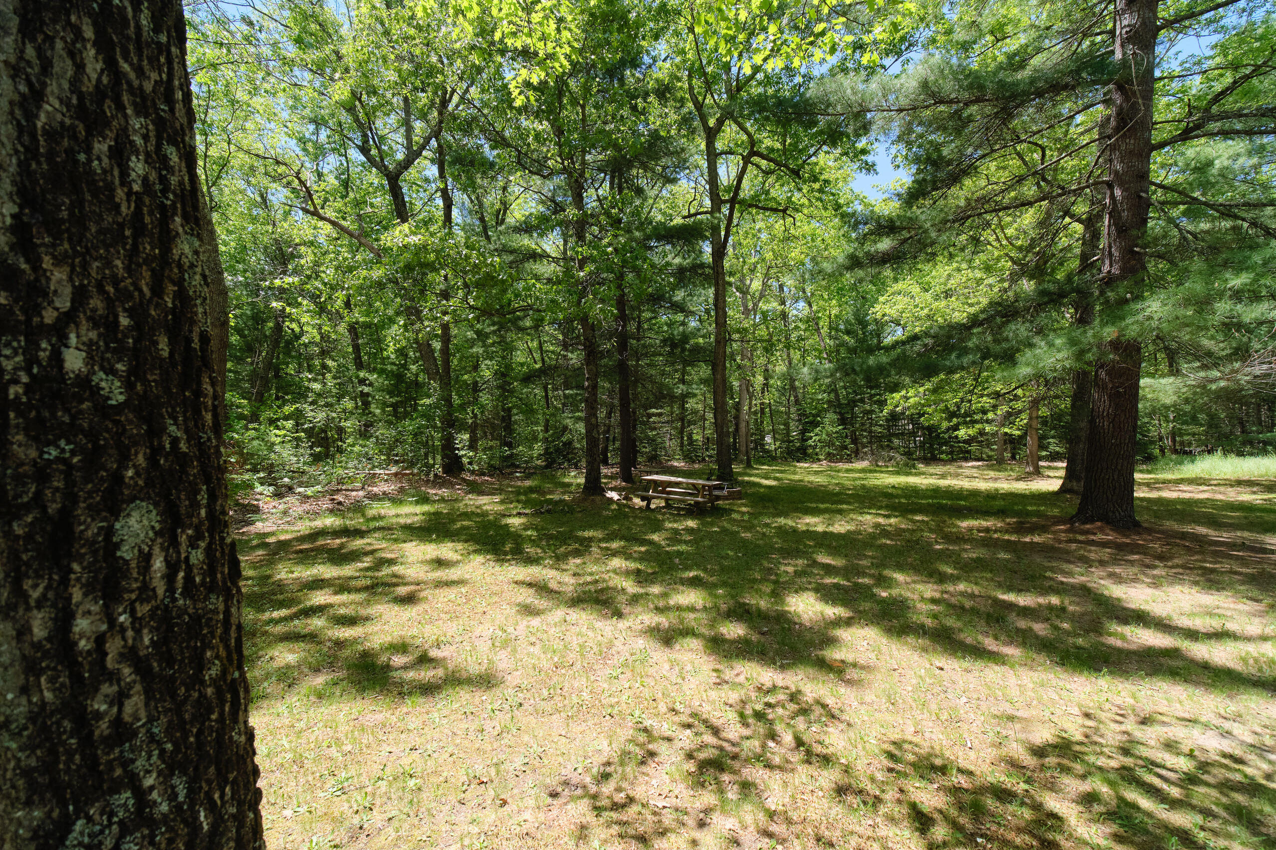 237 North Campbell Road Fountain, MI 49410 - Photo 25 of 34 Hardwood and pine for year round beauty