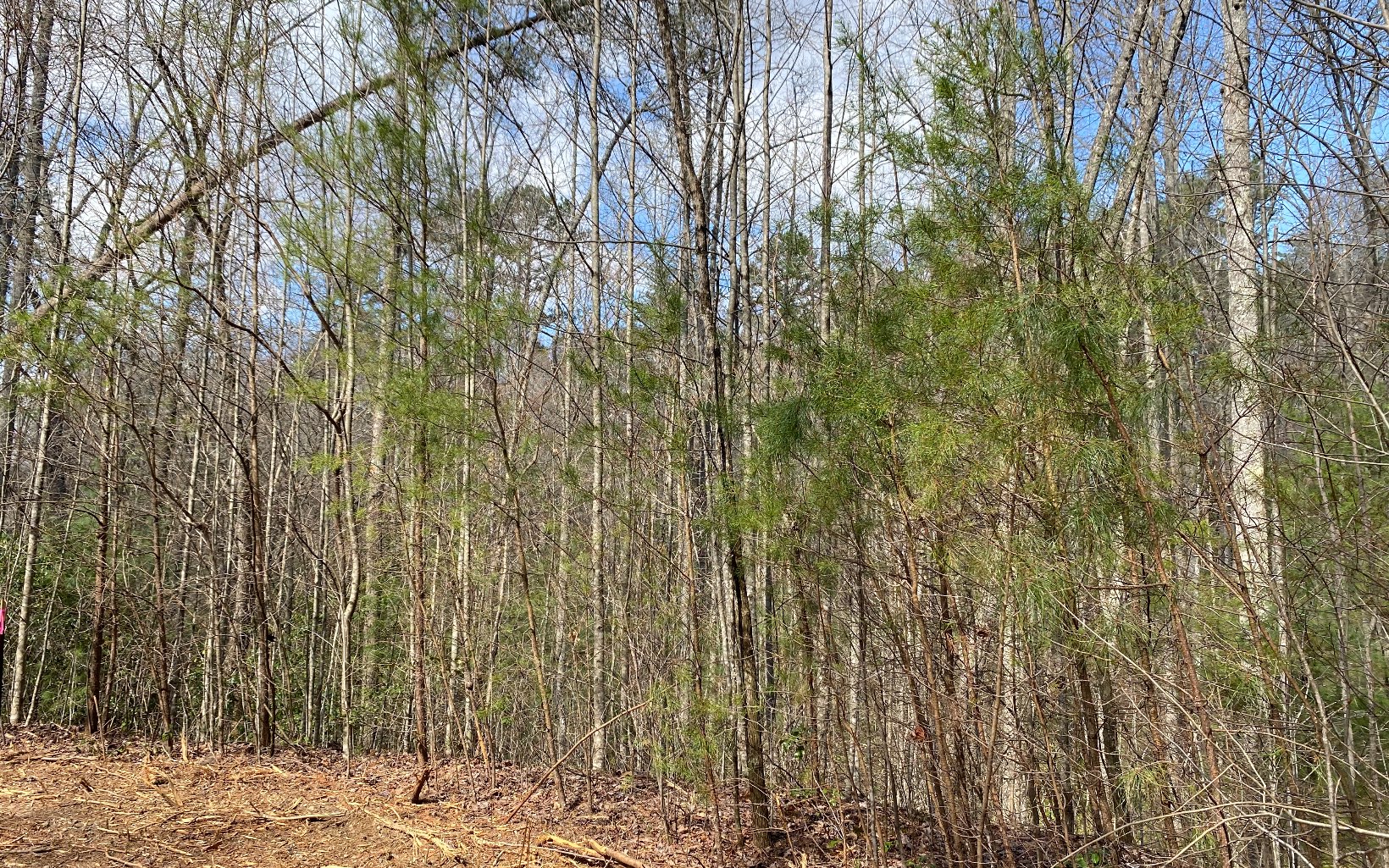 Lot1 Cohutta Overlook Drive Blue Ridge, GA 30513 - Photo 1 of 4 Main View