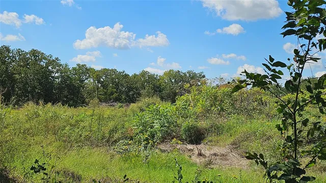 a view of a bunch of trees and bushes