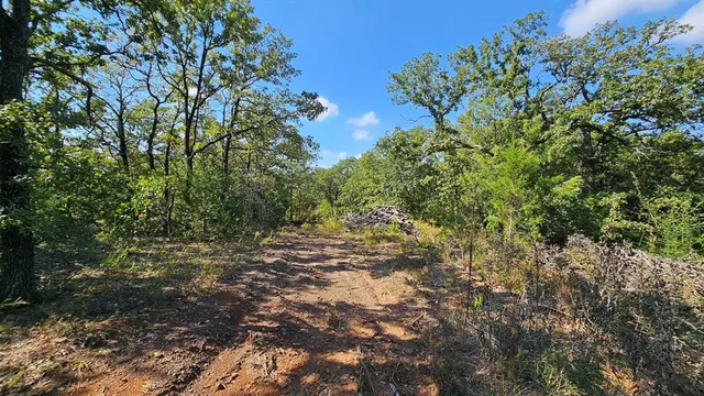 a view of a yard with a tree