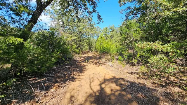 a view of a yard with plants and trees