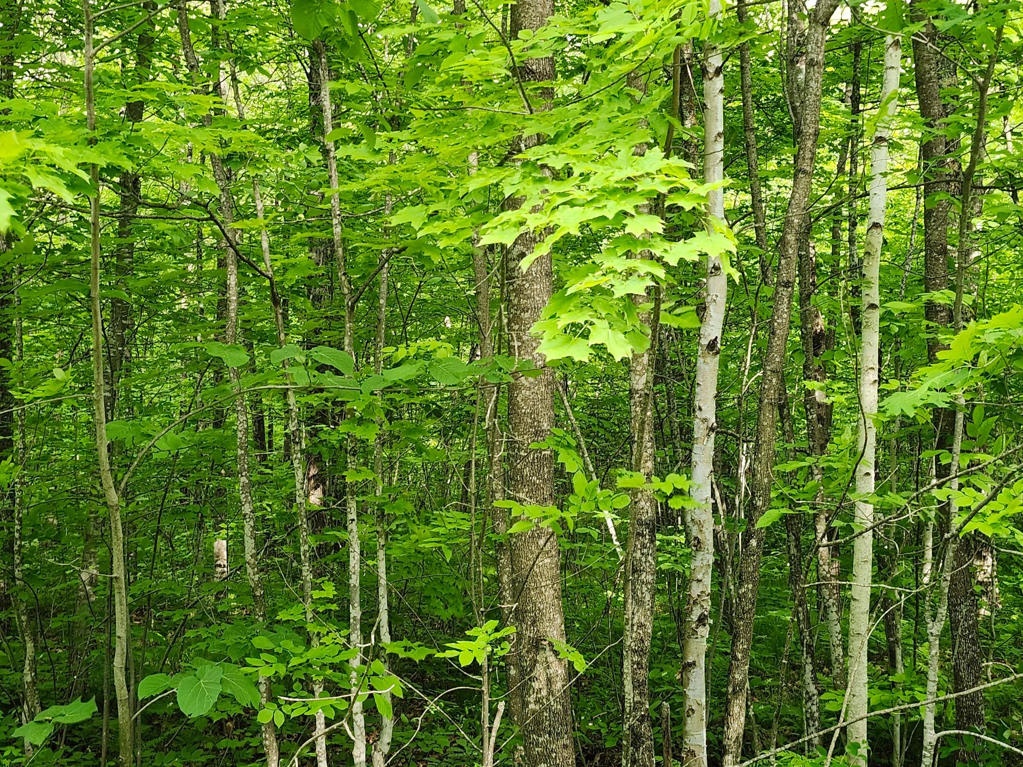 Off Borrie Road, Unit 10ACRES Couderay, WI 54828 - Photo 1 of 5 Gallery Image 1