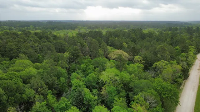 an aerial view of houses covered in trees
