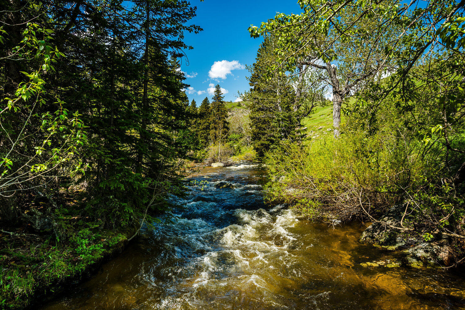 77 Blacktooth Road Big Horn, WY 82833 - Photo 42 of 61 057_dsc_8703_763
