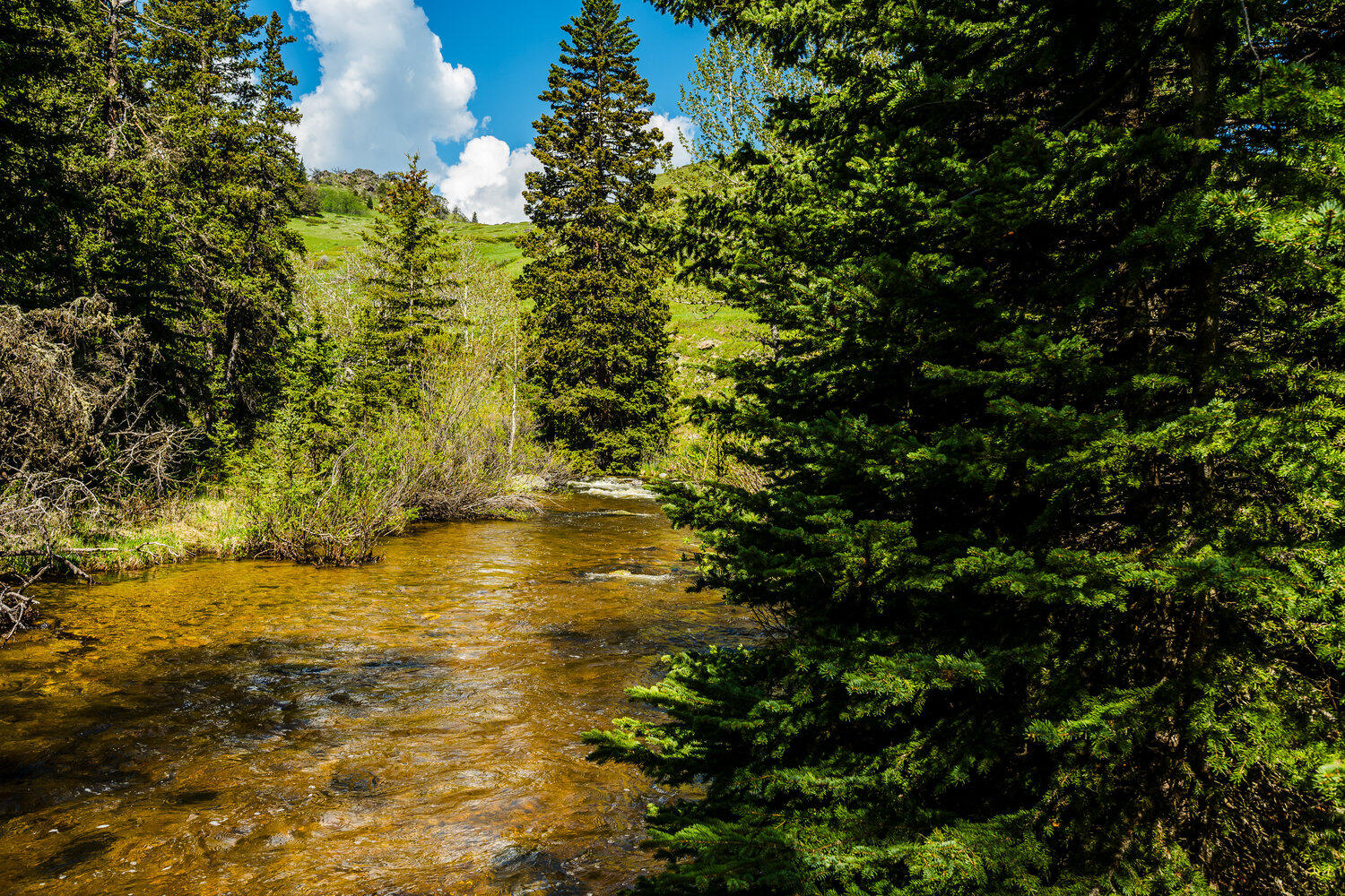 77 Blacktooth Road Big Horn, WY 82833 - Photo 45 of 61 059_dsc_8705_533