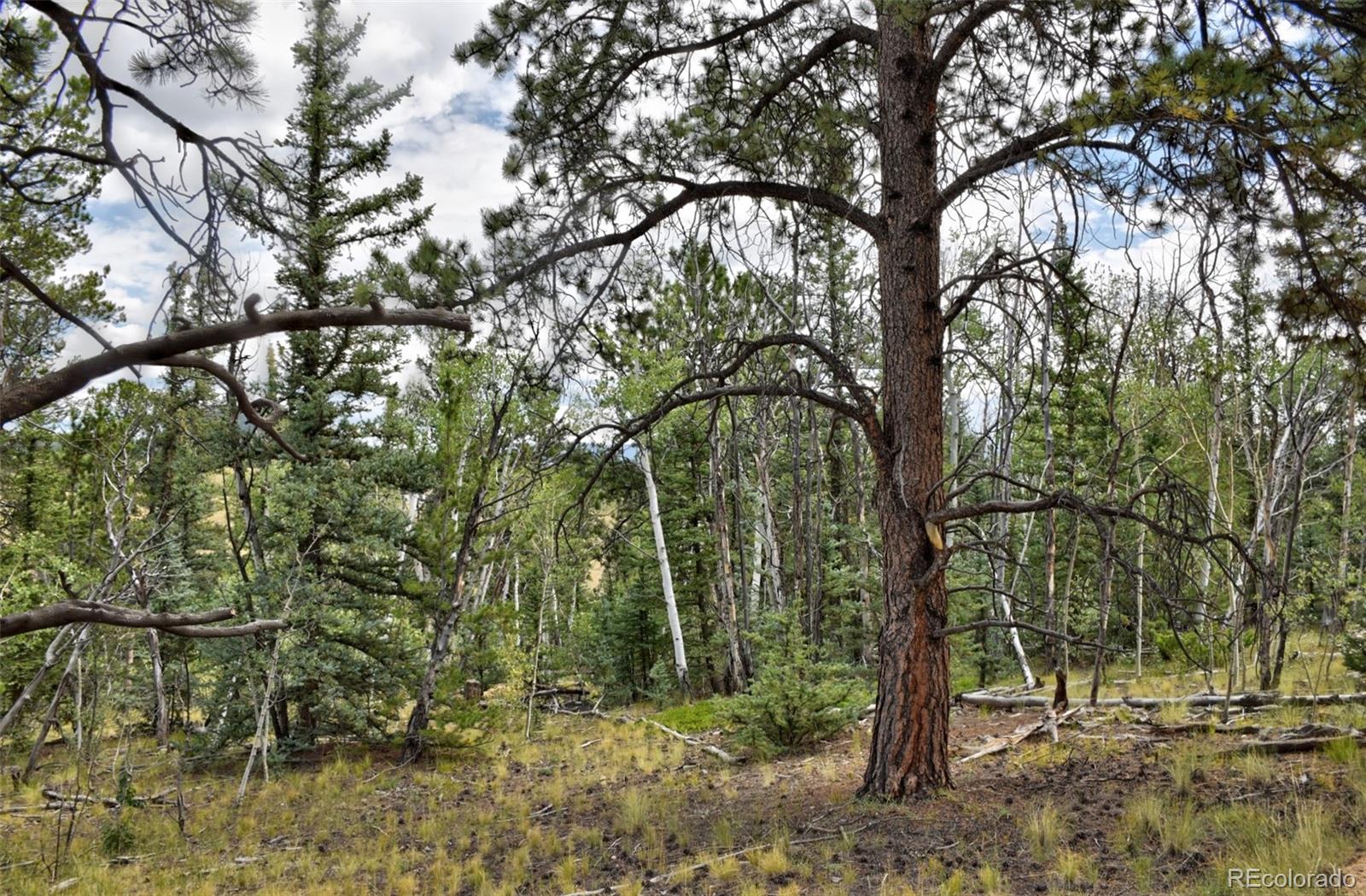 167 Smith And Wesson Road Como, CO 80432 - Photo 8 of 21 Gallery Image 8