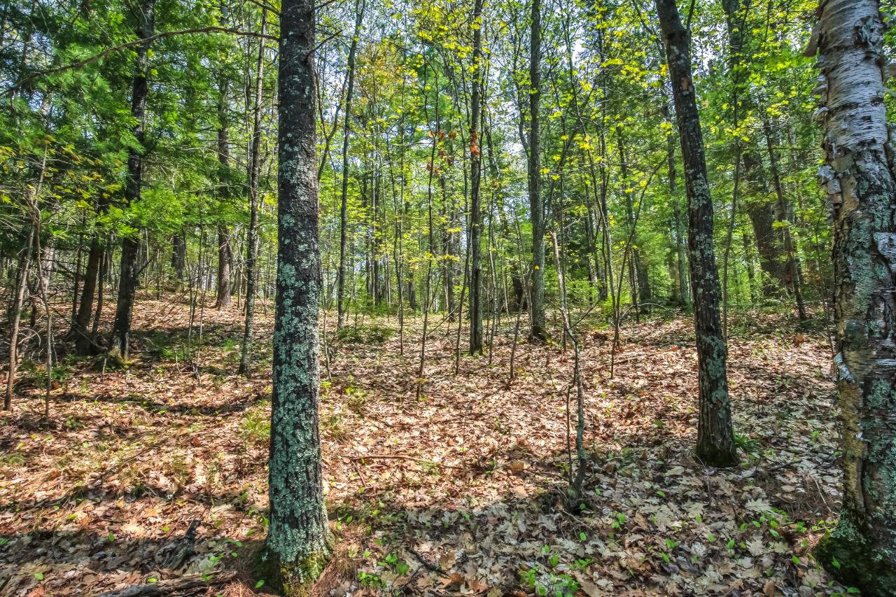 On Squirrel Lake Road, Unit LOT #3 Minocqua, WI 54548 - Photo 11 of 17 Gallery Image 11