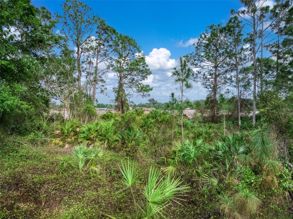 4814 Lakewood Road Sebring, FL 33875 - Photo 12 of 17 a close up of a plant in a garden