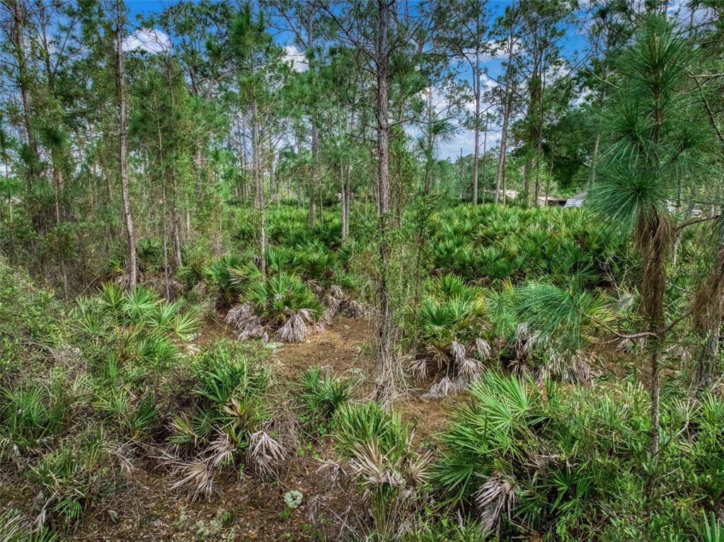 4814 Lakewood Road Sebring, FL 33875 - Photo 16 of 17 a view of a lush green forest