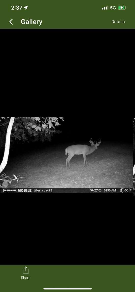 1235 Ewing Ridge Road Dunnville, KY 42528 - Photo 13 of 24 Gridler.13
