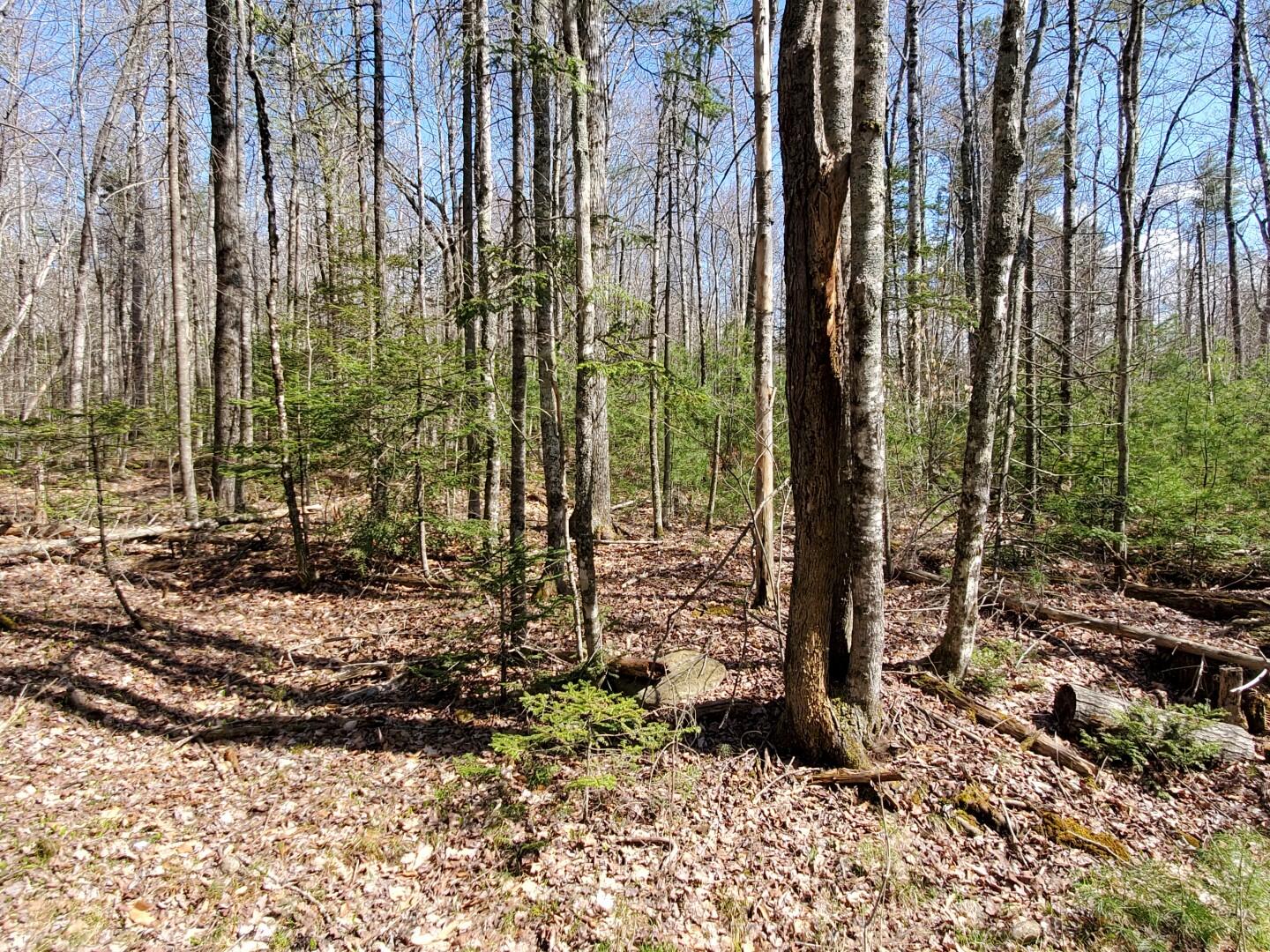 Lot 8-05 Mclain Road Liberty, ME 04949 - Photo 18 of 32 20220501_150854 (Large)