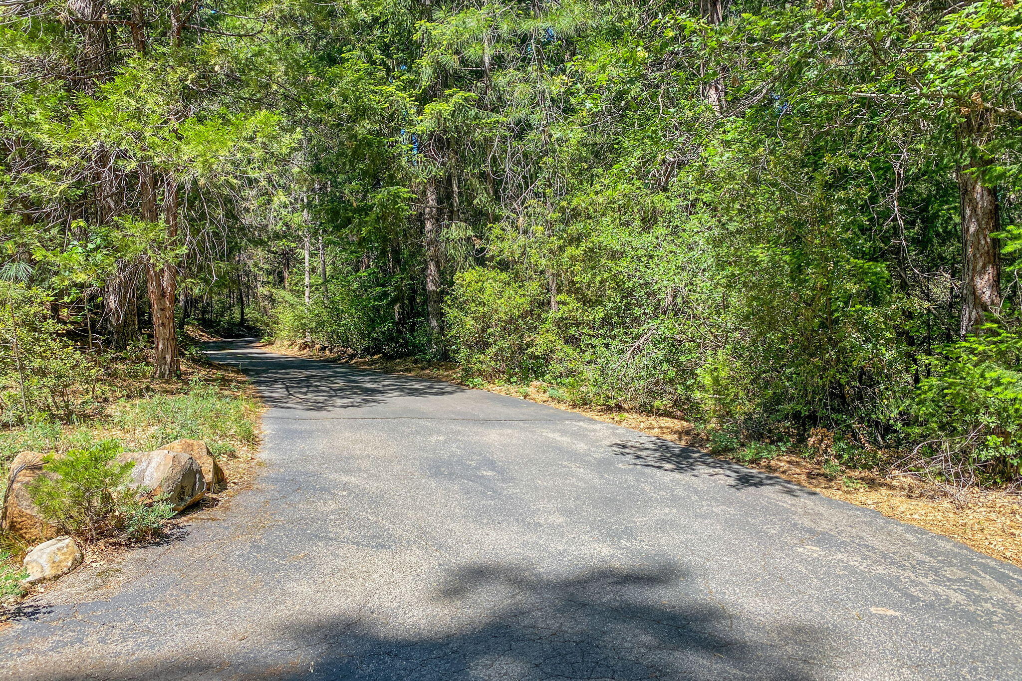 30303 Oak Run To Fern Road Whitmore, CA 96096 - Photo 55 of 75 a view of a yard with plants and trees