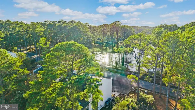 a view of a garden with plants and large trees