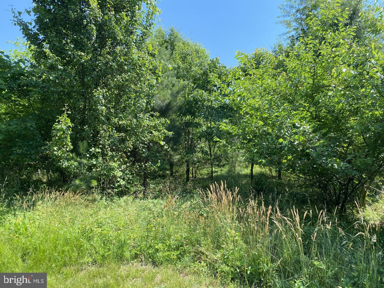 6833 Hunting Creek Road Hurlock, MD 21643 - Photo 1 of 12 Gorgeous Trees