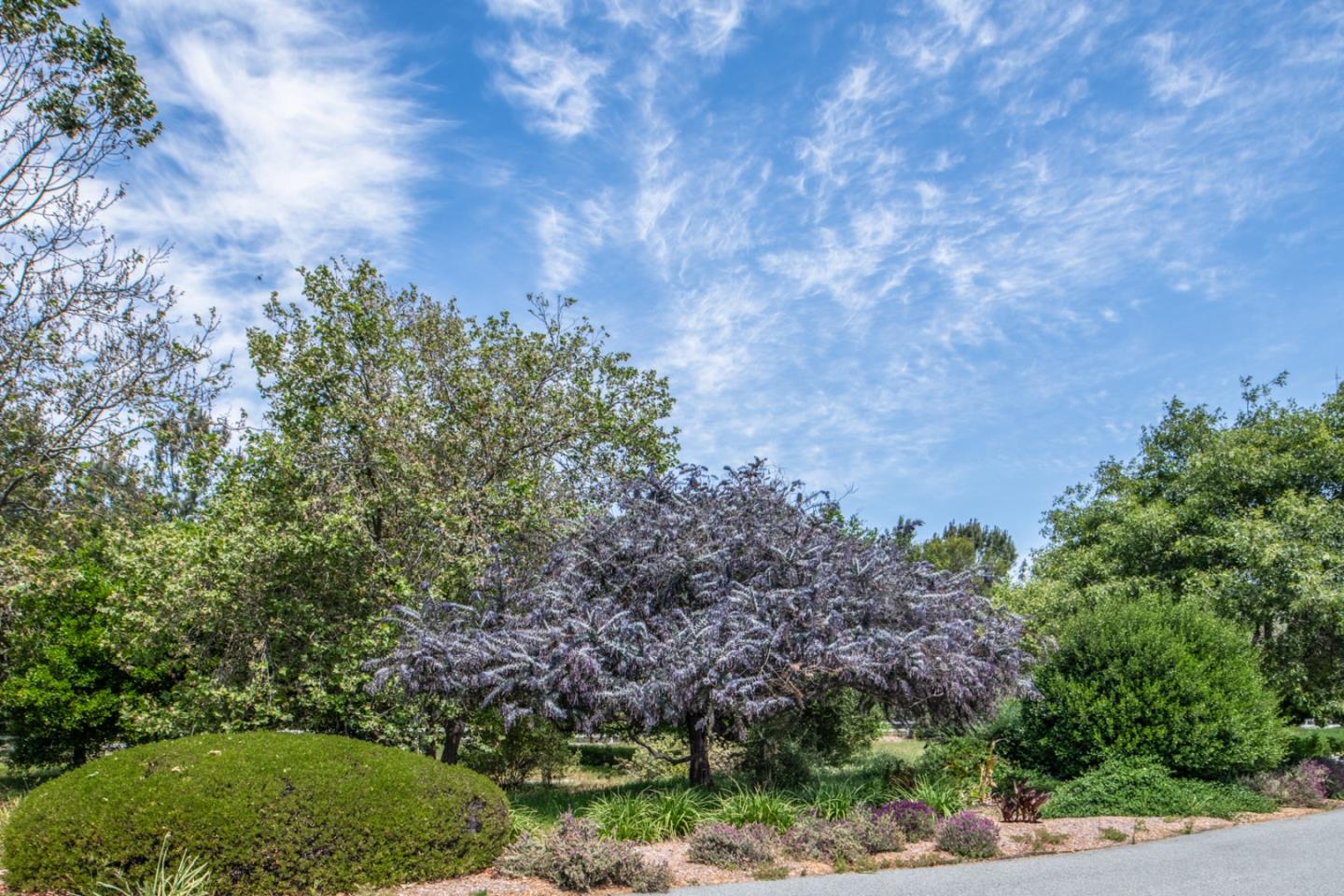 8630 River Meadows Road Carmel, CA 93923 - Photo 33 of 50 a view of a yard