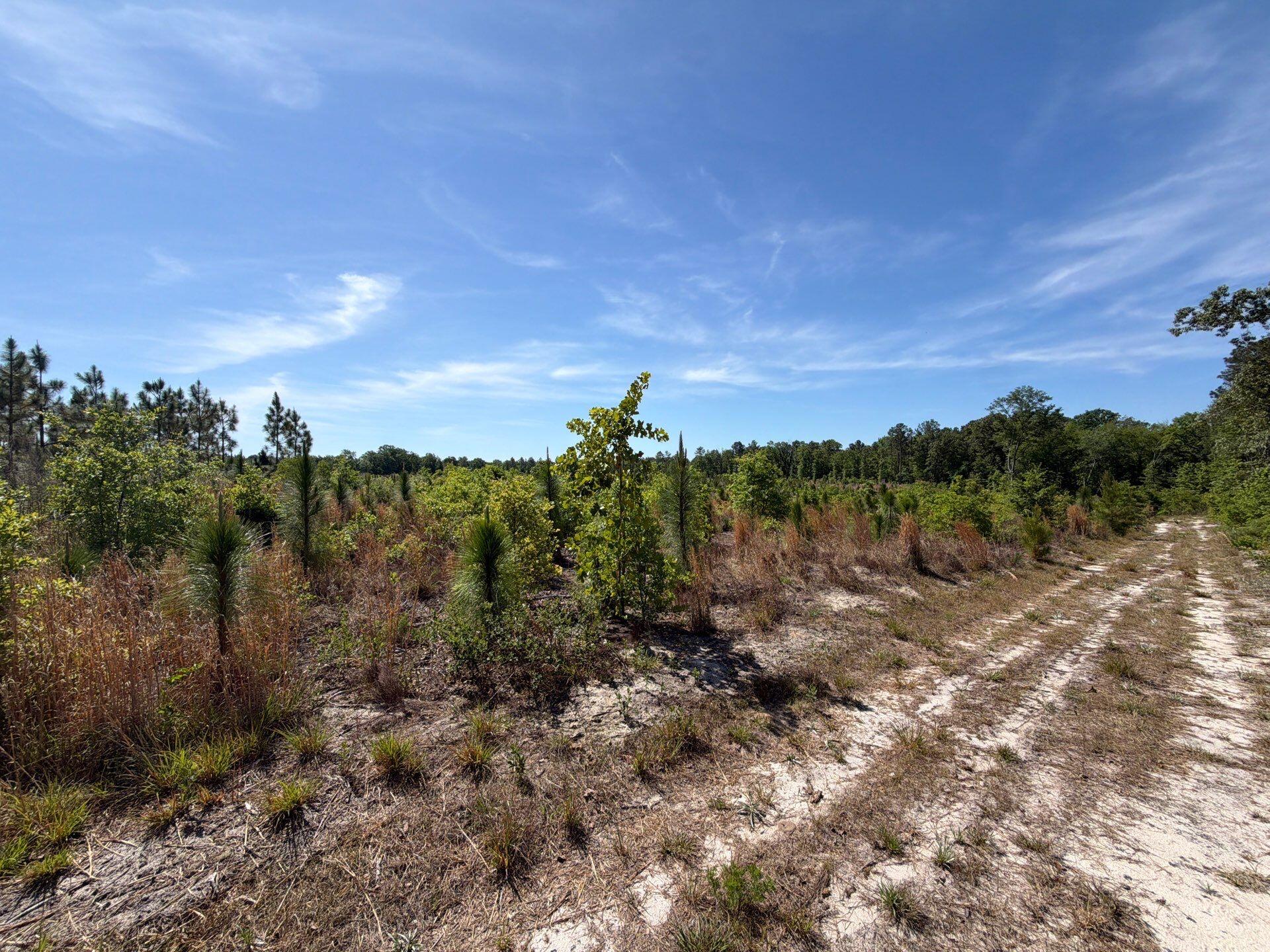 1 Holstein Road, Unit HRF 1 Wagener, SC 29164 - Photo 9 of 39