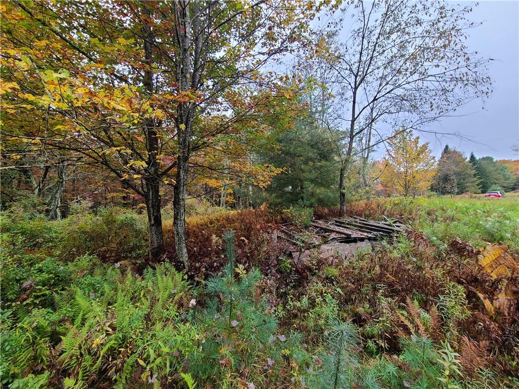 116 Voss Road Claryville, NY 12725 - Photo 12 of 30 a view of a forest with a tree