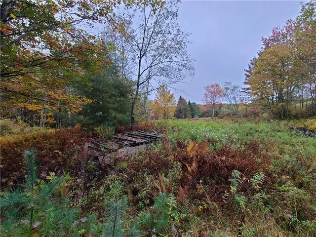 a view of a forest with a tree