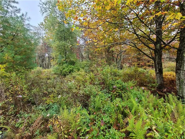 a view of a large yard with lots of bushes