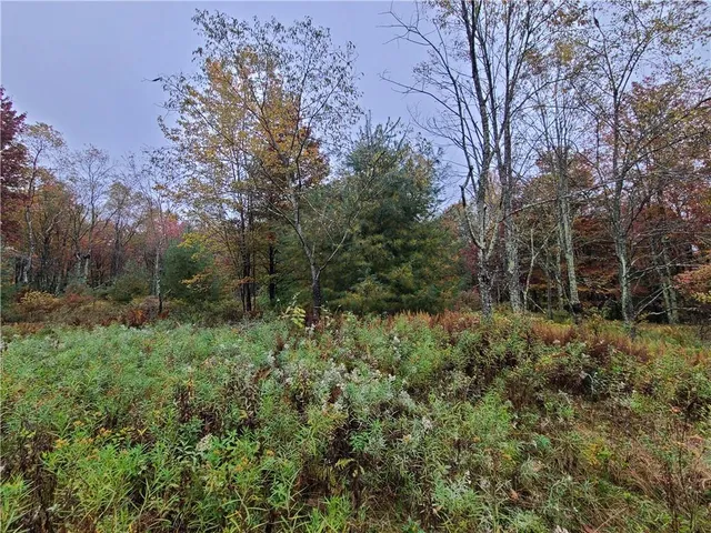 a view of a forest filled with trees