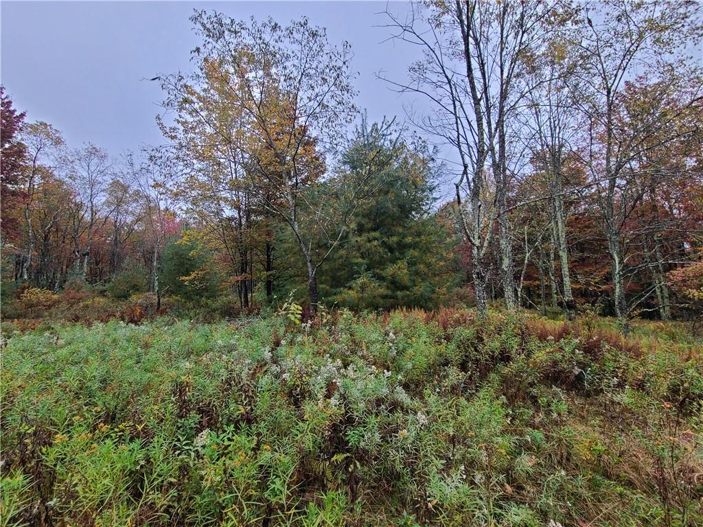 116 Voss Road Claryville, NY 12725 - Photo 15 of 30 a view of a forest filled with trees