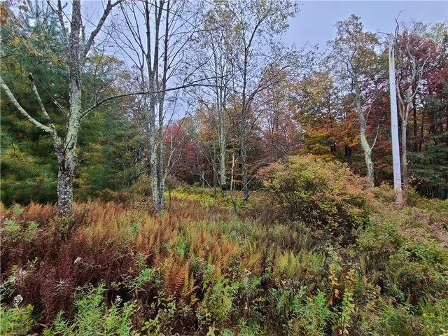a view of a yard with plants and large trees