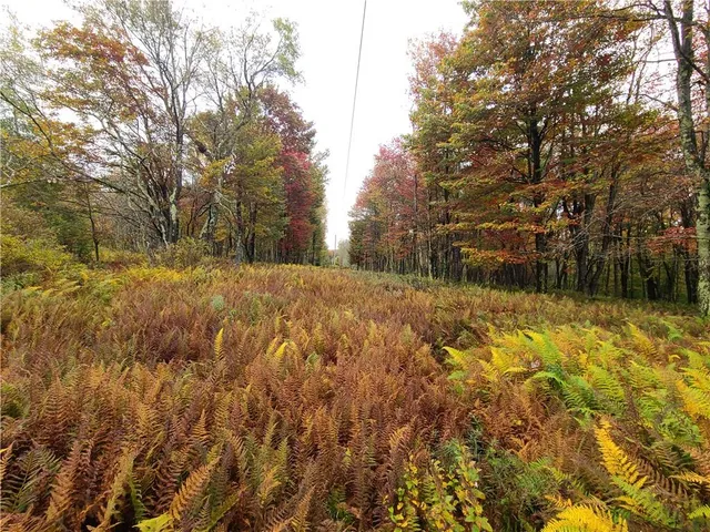 a view of a yard with trees
