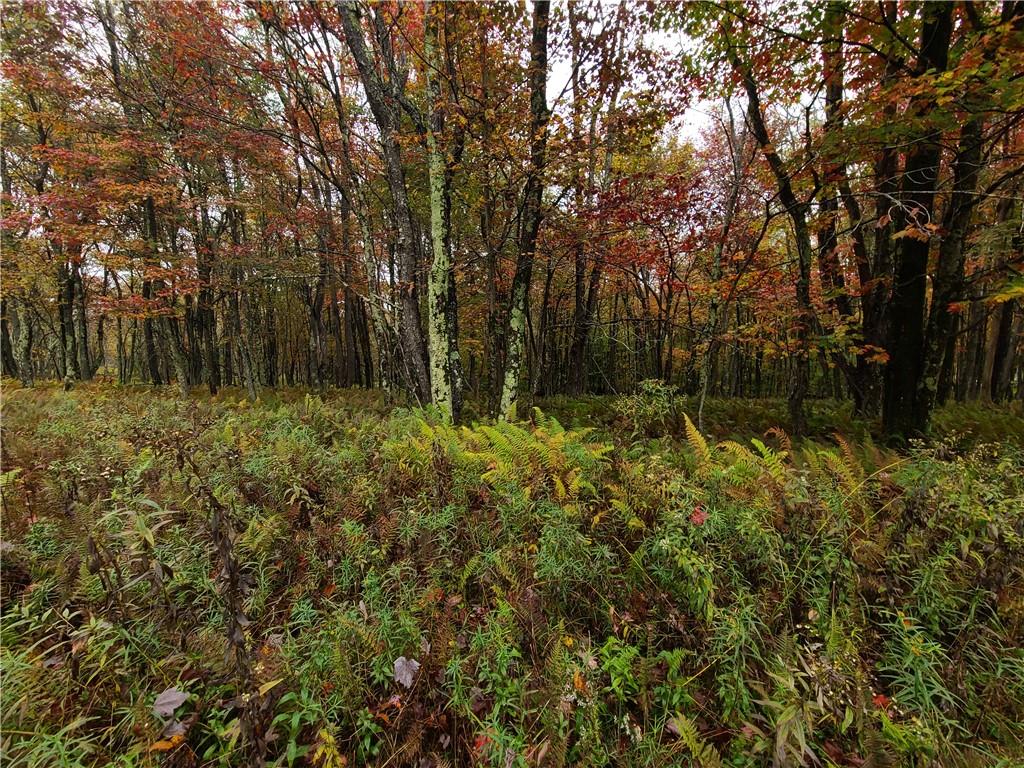 116 Voss Road Claryville, NY 12725 - Photo 20 of 30 a view of outdoor space and trees